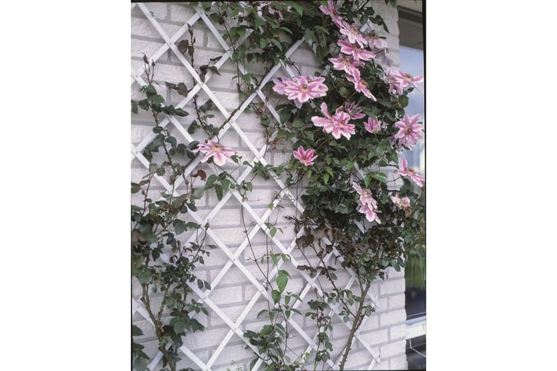 Nature Hageespalier 50x150 cm PVC hvit 6040701 - Espalier Nature Hageespalier 50x150 cm PVC hvit 6040701 - Espalier