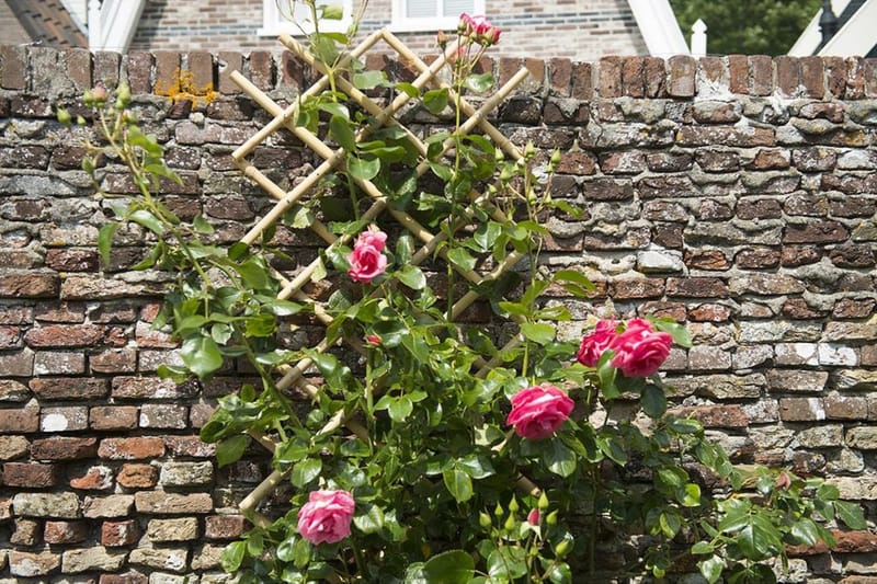 Nature Hageespalier 70x180 cm bambus 6040721 - Espalier
