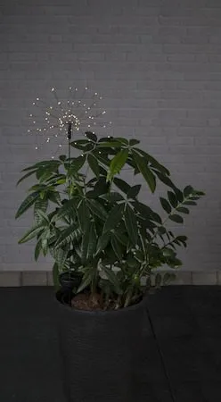 Firework Solar solcelledekorasjon 26 cm, svart