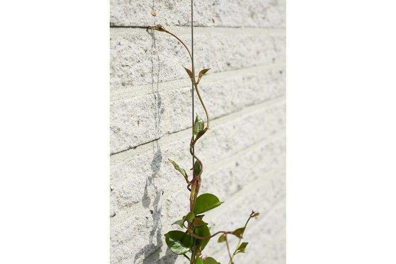 Nature Trådespaliesett for klatreplanter 6040760 - - Espalier Nature Trådespaliesett for klatreplanter 6040760 - - Espalier