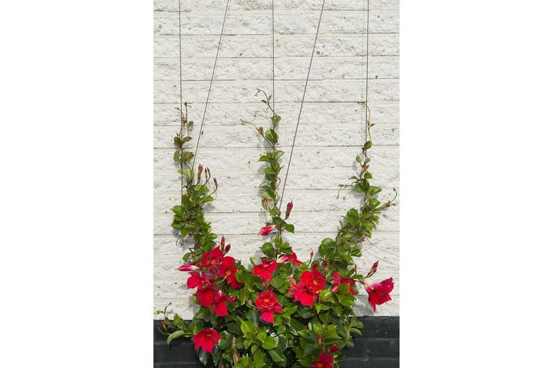 Nature Trådespaliesett for klatreplanter 6040760 - - Espalier Nature Trådespaliesett for klatreplanter 6040760 - - Espalier
