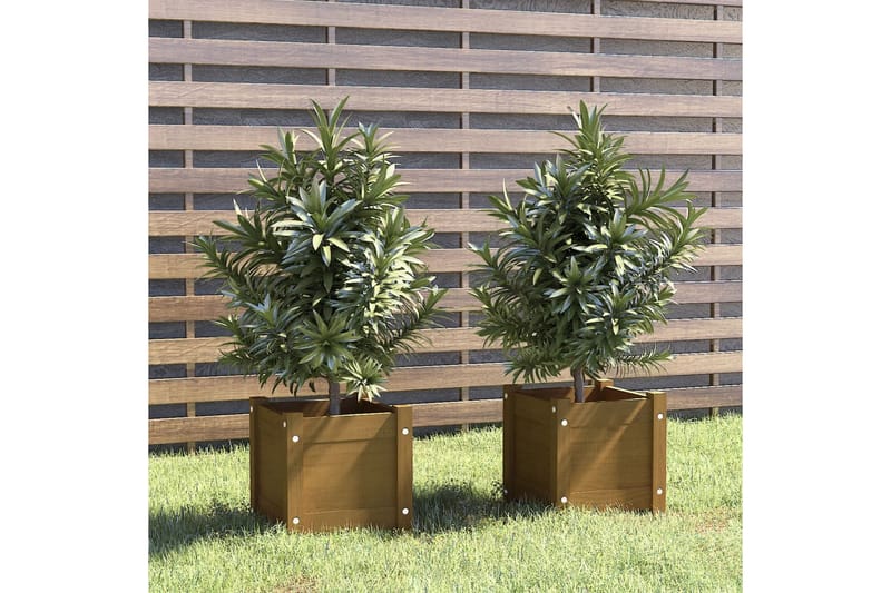 Plantekasser 2 stk honningbrun 31x31x31 cm heltre furu - Brun - Utepotter - Blomsterkasser