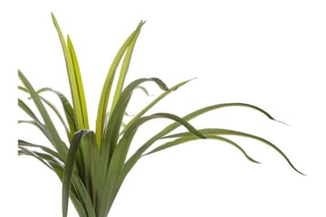 Berden Kunstig potteplante 147 cm Dracaena anita - Grønn - Interiør - Dekorasjon & innredningsdetaljer - Kunstige planter