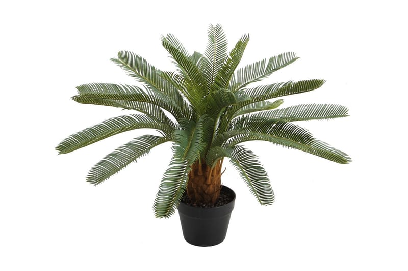 Plante CYCAS H70cm Med potte