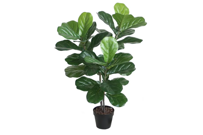 Plante FIDDLE LEAF H100 med potte