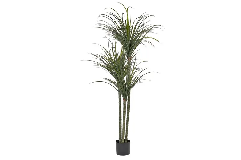 Konstgjord växt Beliani Dracaena Anita Green||Black