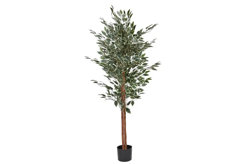 Konstgjord växt Beliani Ficus Green||Black