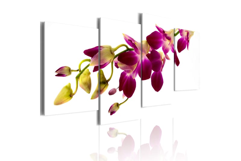 Bilde Orchids Glød 80x45 - Lerretsbilder
