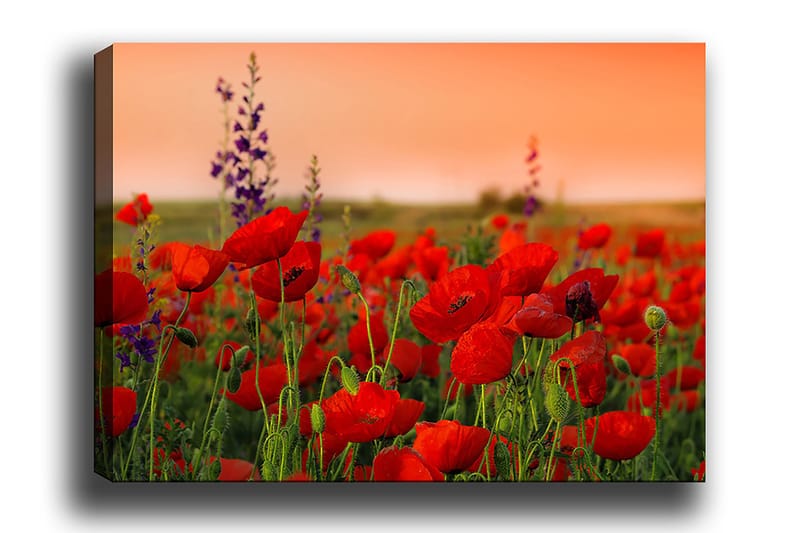 Decorative Canvas Painting 50x70