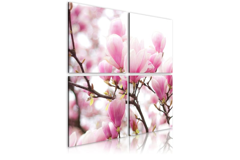 Bilde Blomstrende Magnolia Tre 40x40 - Artgeist sp. z o. o. - Lerretsbilder