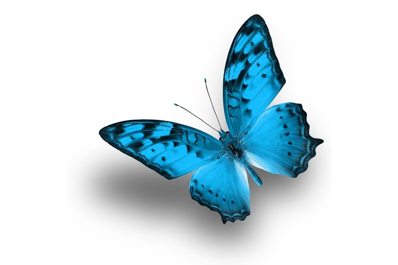 Bilde Blue Butterfly - 33x03 cm - Interiør - Maleri & posters - Lerretsbilder