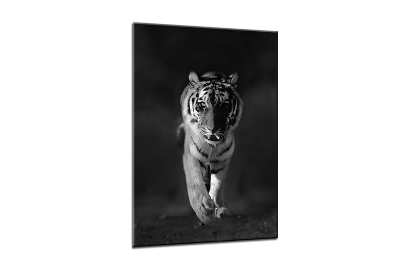 Bilde Canvas Tiger - 50x70 cm - Lerretsbilder