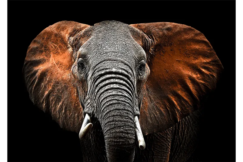 Bilde Elephant Flerfarget 120X80, 80x120 cm