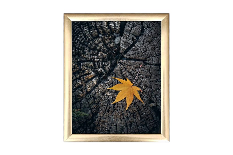 Bilde Floral med Ramme Flerfarget - 22,3x52,8 cm - Interiør - Maleri & posters - Lerretsbilder