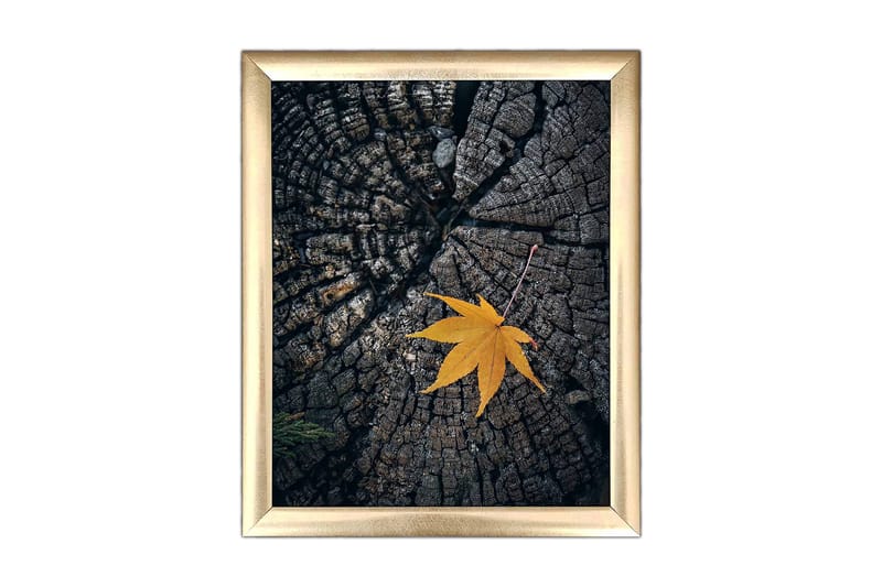 Bilde Floral med Ramme Flerfarget, 22,3x52,8 cm