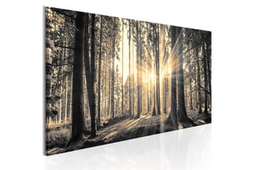 Bilde Forest Sun 150x50