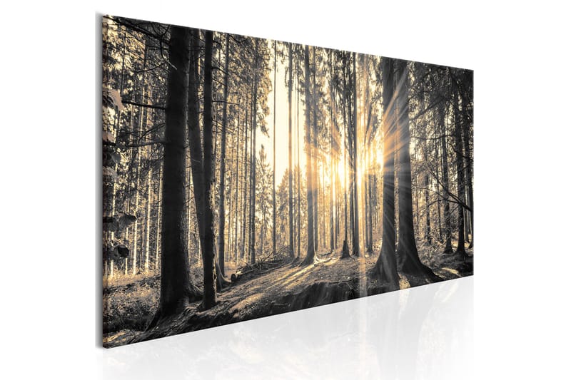 Bilde Forest Sun 150x50 - Artgeist sp. z o. o. - Lerretsbilder