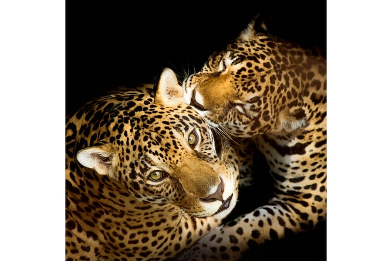 Bilde Leopards - 55x05 cm - Lerretsbilder