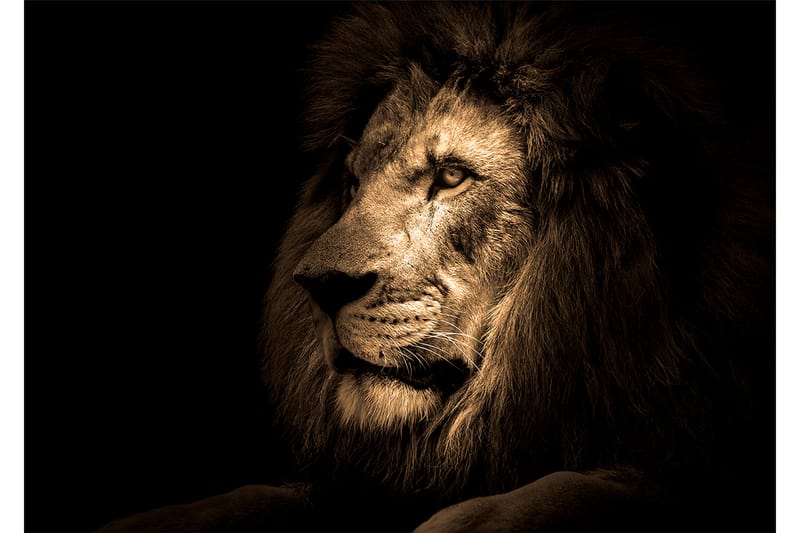 Bilde Lion - 88x012 cm - Lerretsbilder