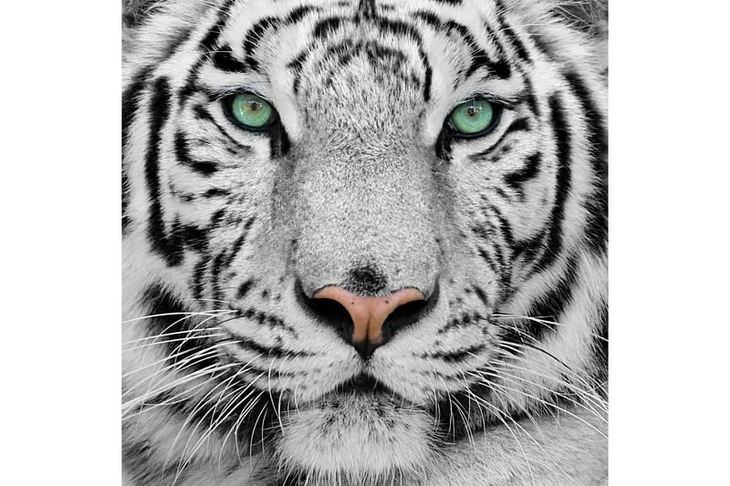 Bilde Tiger - 55x05 cm - Interiør - Maleri & posters - Lerretsbilder