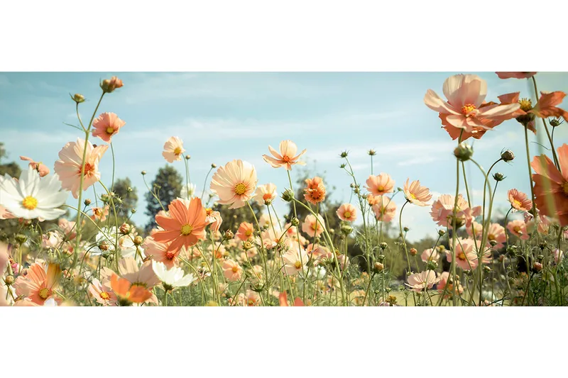 Bilde Yellow Meadow, 55x012 cm