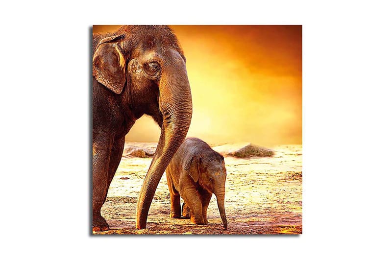Canvasbilde Animal Flerfarget - 44x54 cm - Interiør - Maleri & posters - Lerretsbilder