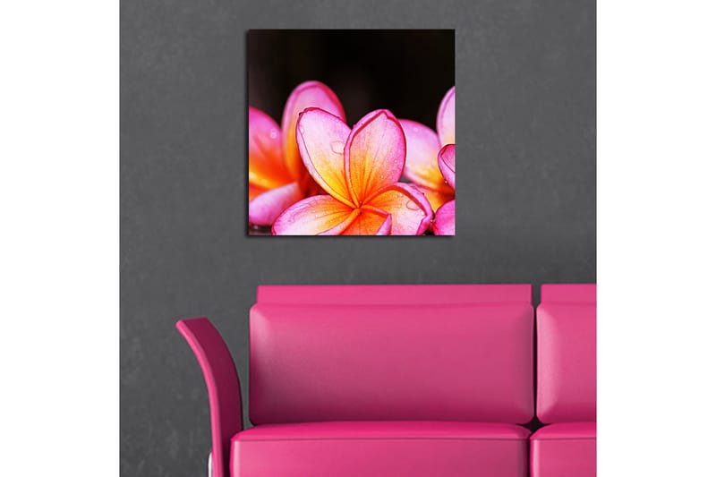 Canvasbilde Animal Flerfarget - 44x54 cm - Interiør - Maleri & posters - Lerretsbilder