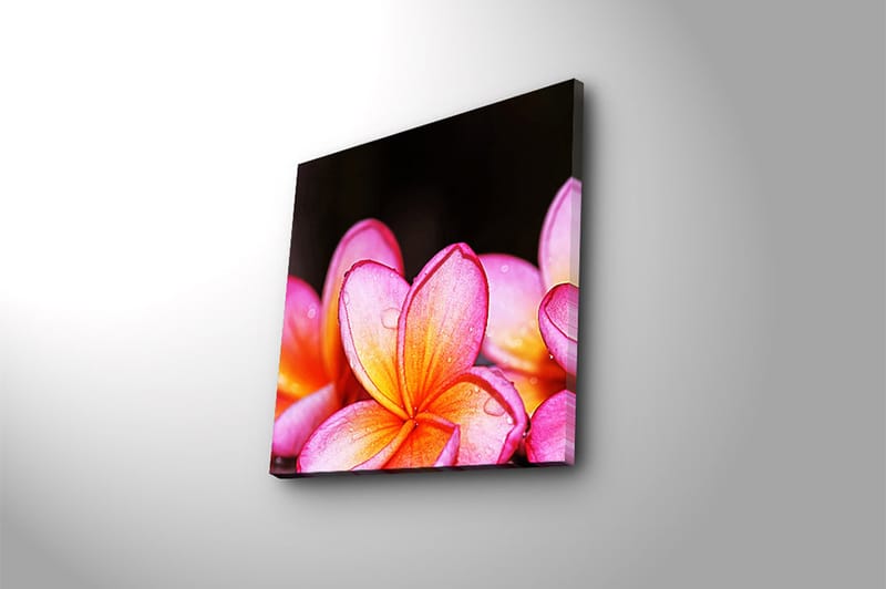 Canvasbilde Animal Flerfarget - 44x54 cm - Interiør - Maleri & posters - Lerretsbilder