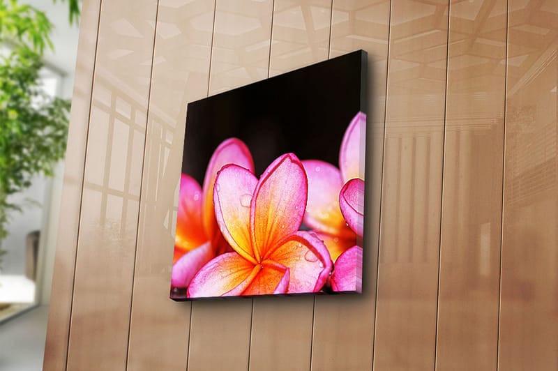 Canvasbilde Animal Flerfarget - 44x54 cm - Interiør - Maleri & posters - Lerretsbilder