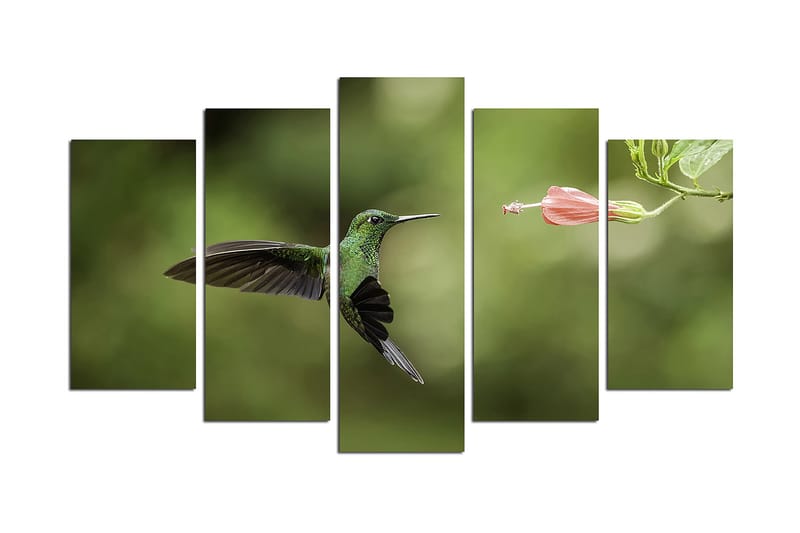 Canvasbilde Animals 5-pk Flerfarget - 22x06 cm - Interiør - Maleri & posters - Lerretsbilder