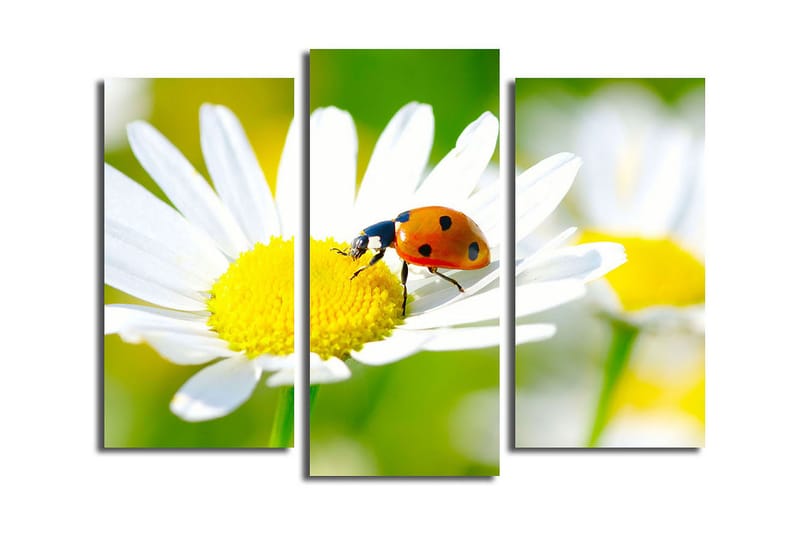 Canvasbilde Dekorativ 3 Deler - Flerfarget - Interiør - Maleri & posters - Lerretsbilder
