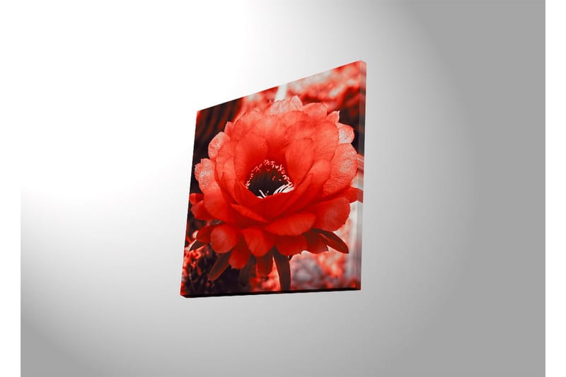 Canvasbilde Dekorativ LED-belysning - Flerfarget - Interiør - Maleri & posters - Lerretsbilder