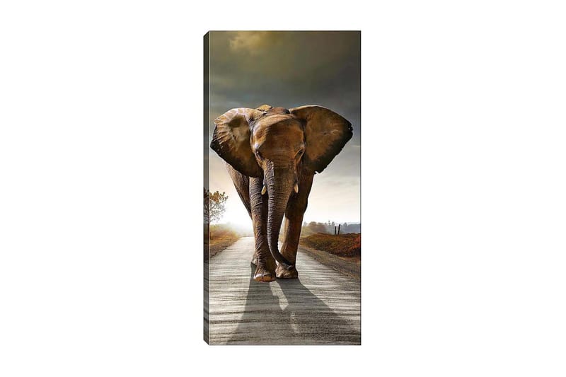 Canvasbilde DKY Animals Flerfarget - 50x120 cm - Interiør - Maleri & posters - Lerretsbilder