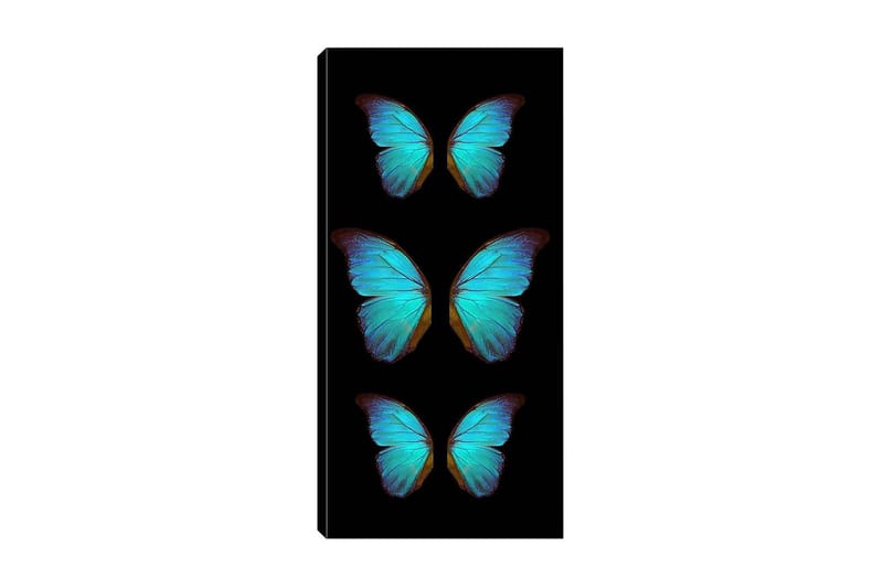 Canvasbilde DKY Animals Flerfarget - 50x120 cm - Interiør - Maleri & posters - Lerretsbilder