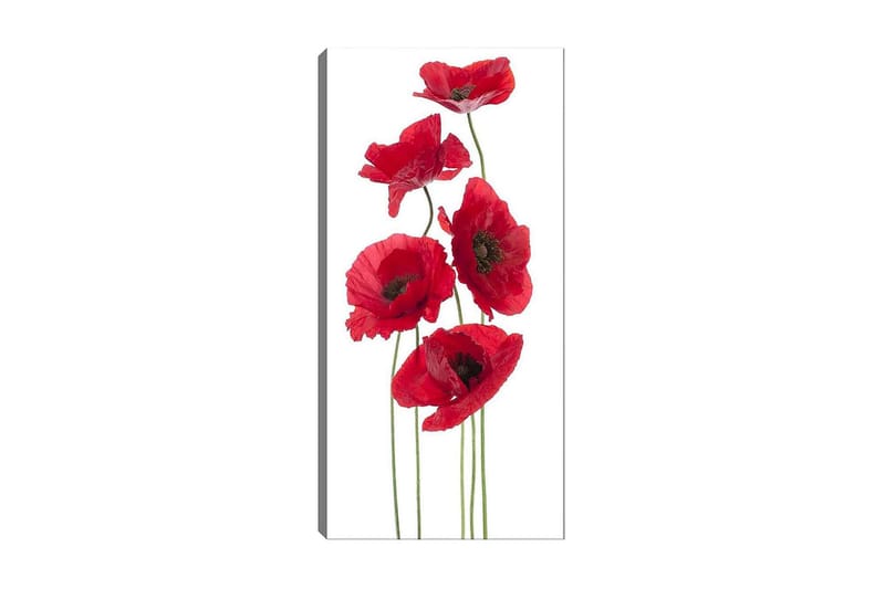 Canvasbilde DKY Floral & Botanical Flerfarget - 50x120 cm - Interiør - Maleri & posters - Lerretsbilder