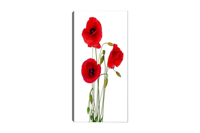 Canvasbilde DKY Floral & Botanical Flerfarget - 50x120 cm - Interiør - Maleri & posters - Lerretsbilder