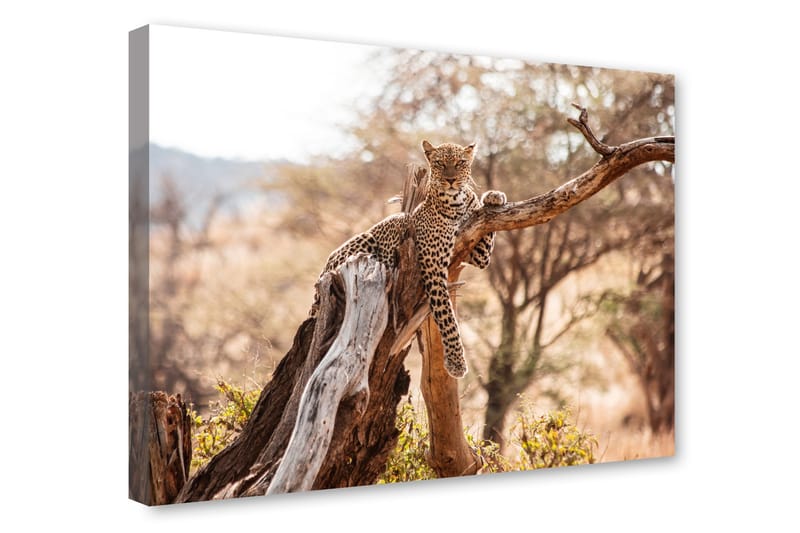 Canvasbilde Gepard 75x100 cm - Flerfarget - Interiør - Maleri & posters - Lerretsbilder
