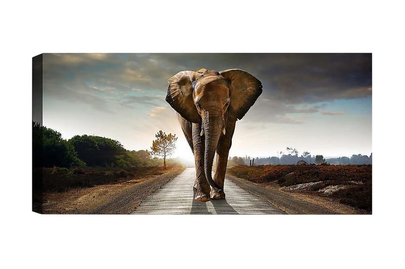 Canvasbilde YTY Animals Flerfarget - 120x50 cm - Interiør - Maleri & posters - Lerretsbilder