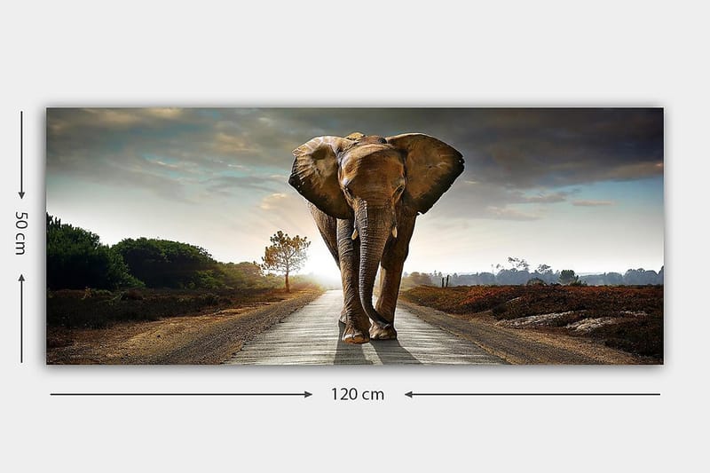Canvasbilde YTY Animals Flerfarget - 120x50 cm - Interiør - Maleri & posters - Lerretsbilder