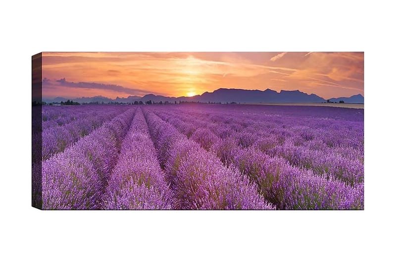Canvasbilde YTY Floral & Botanical Flerfarget - 120x50 cm - Interiør - Maleri & posters - Lerretsbilder