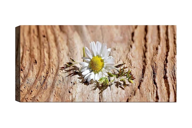 Canvasbilde YTY Floral & Botanical Flerfarget - 120x50 cm - Interiør - Maleri & posters - Lerretsbilder