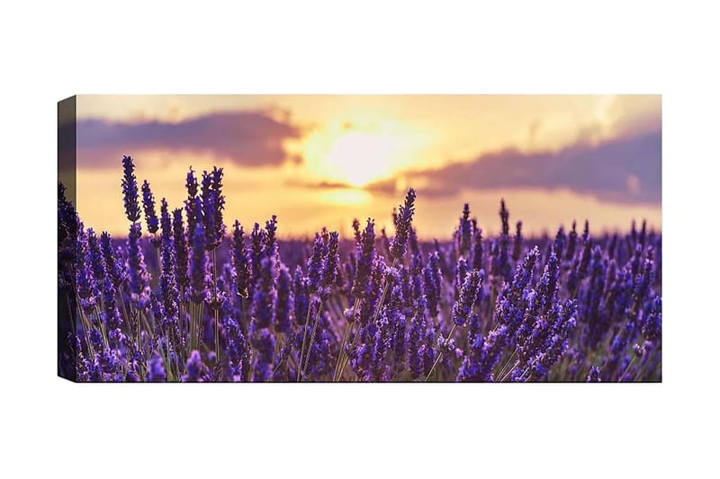 Canvasbilde YTY Floral & Botanical Flerfarget - 120x50 cm - Interiør - Maleri & posters - Lerretsbilder