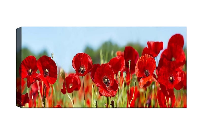 Canvasbilde YTY Floral & Botanical Flerfarget - 120x50 cm - Interiør - Maleri & posters - Lerretsbilder
