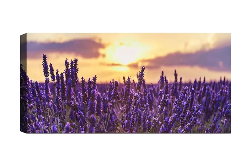 Canvasbilde YTY Floral & Botanical Flerfarget, 120x50 cm