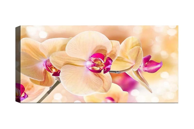 Canvasbilde YTY Floral & Botanical Flerfarget, 120x50 cm