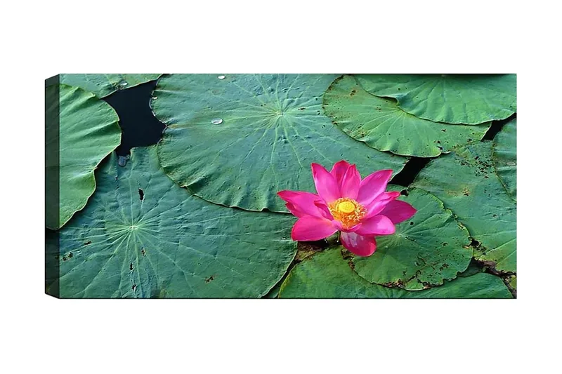 Canvasbilde YTY Floral & Botanical Flerfarget, 120x50 cm