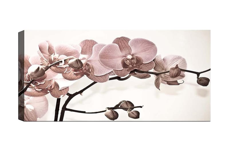 Canvasbilde YTY Floral & Botanical Flerfarget, 120x50 cm
