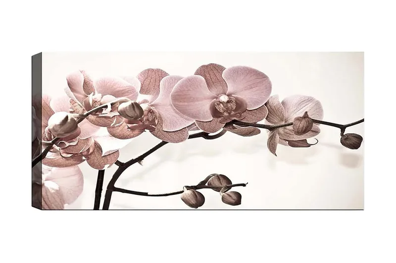 Canvasbilde YTY Floral & Botanical Flerfarget, 120x50 cm