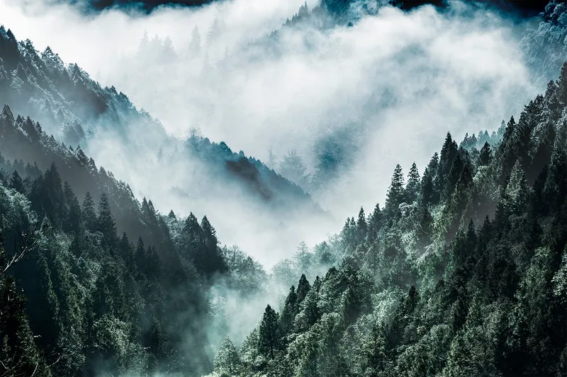 Canvasbilde print MistyForest - 88x012 cm - Interiør - Maleri & posters - Lerretsbilder