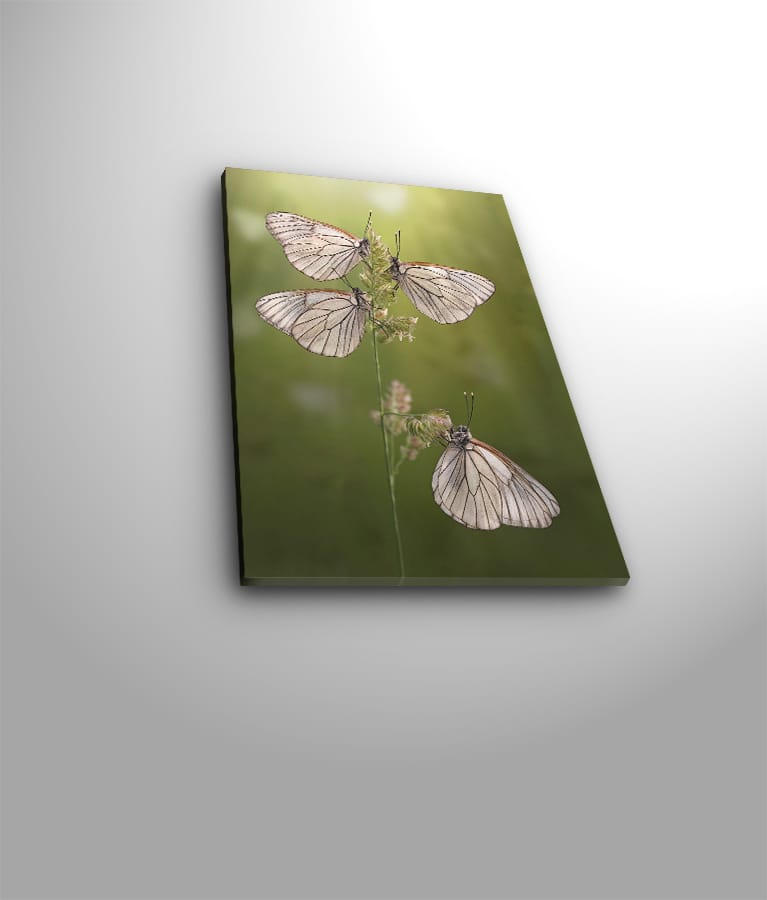 Dekorativ Canvasbilde 30x40 cm - Flerfarget - Interiør - Maleri & posters - Lerretsbilder